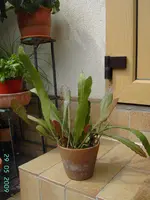 PICT2374.webp