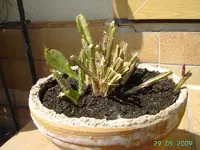 PICT2376.webp