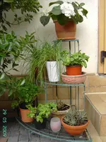 PICT2377.webp