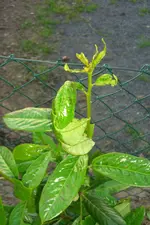 CIMG5631.webp