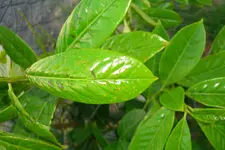 CIMG5633.webp