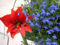 PICT2378.webp