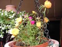 PICT2372.webp