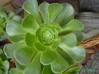 PICT2386.webp
