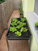 Salat 29.05.09.JPG