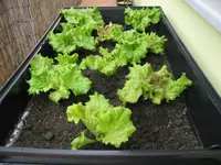 Salat.JPG