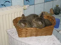 Müde Pflänzchen.webp