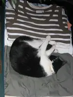Im Koffer schläft es sich am besten.webp