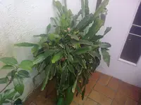 28052009016.webp