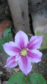 CLEMATIS.webp