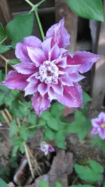 clematis (2).webp