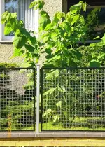 2009-05-29Vorgarten.webp
