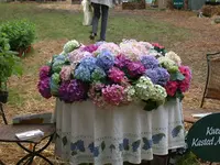 Hortensien 2.webp