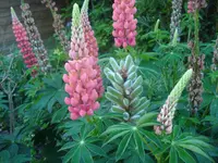 DSC01806.webp