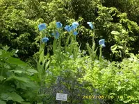 hof 3.webp