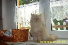 mausi.webp