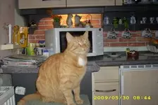 purtzel.webp