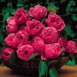 Leonardo_da_Vinci.webp