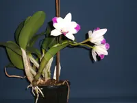 Orchidee 001.webp