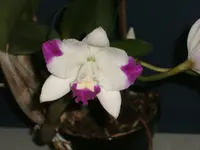 Orchidee 002.webp