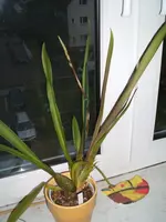 Orchidee 003.webp