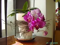 PICT2393.webp
