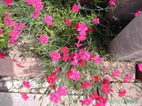 PICT2339.webp
