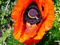 30.05.09 Garten 007.webp