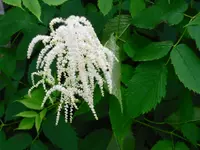 30.05.09 Garten 040.webp