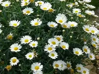 P1000610.webp