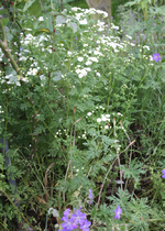 evtl mutterkraut 1.webp