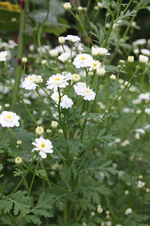 evtl mutterkraut 2.webp