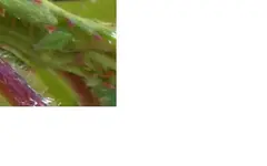 Unbenannt2.webp