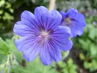 Storchi blau.webp