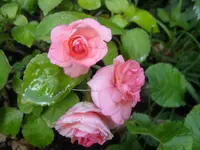 Lieserl gefüllt rosa.webp