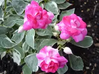 SDC12312.webp