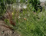 Unbekannte Gelbe3.webp