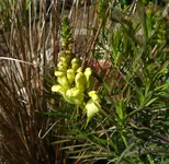 Unbekannte Gelbe Blüte.webp