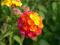 PICT0012 (Kopie).webp