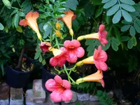 PICT0013 (Kopie) (1).webp