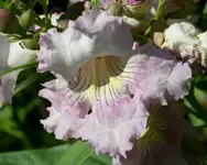 PICT0031.webp