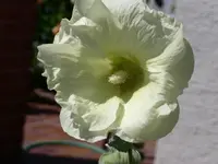 PICT0040.webp