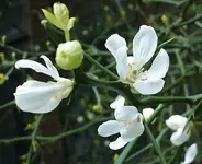 PoncirusTrifoliata.webp