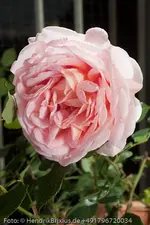IMG_7538.webp