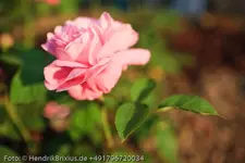 IMG_6461.webp