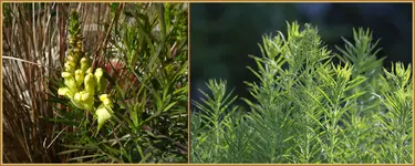 Leinkraut (Linaria vulgaris).webp