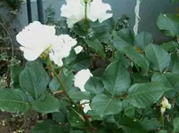 DSCI2757.webp