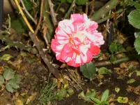 DSCI2758.webp