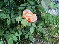 DSCI2762.webp
