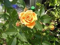 DSCN0882.webp
